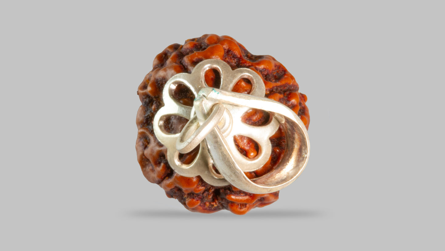 4 MUKHI RUDRAKSHA (19.75 mm)