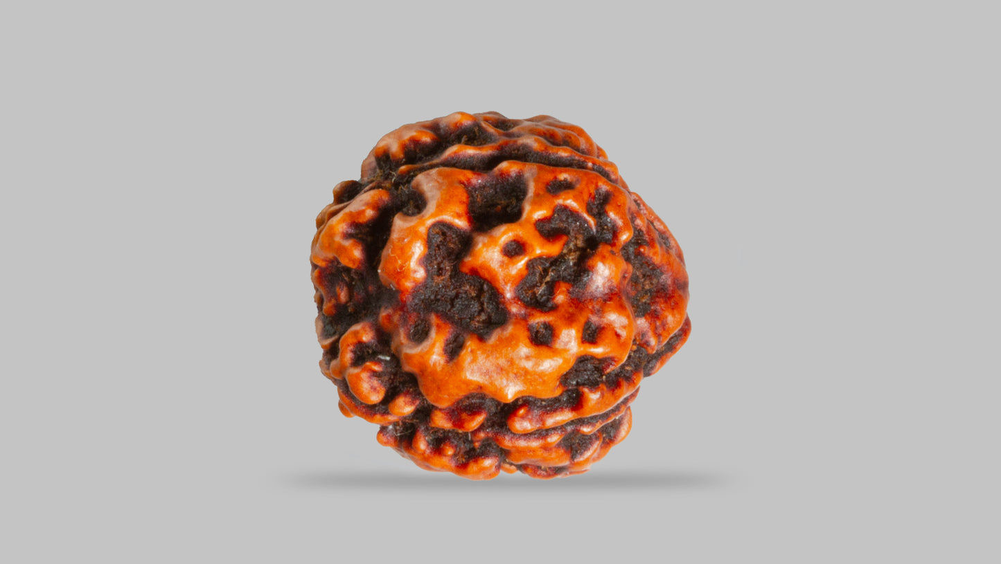 4 MUKHI RUDRAKSHA (17.67 mm)