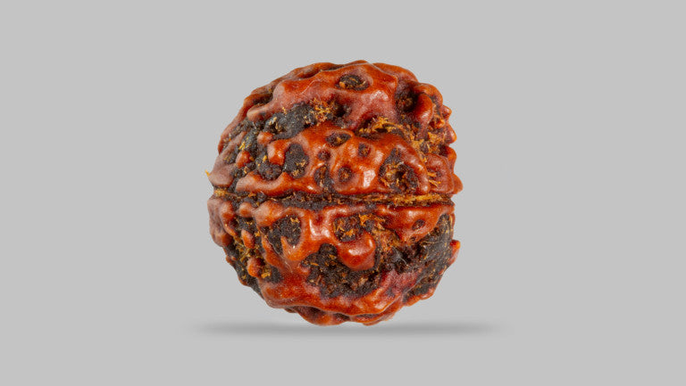 4 MUKHI RUDRAKSHA (17.83 mm)