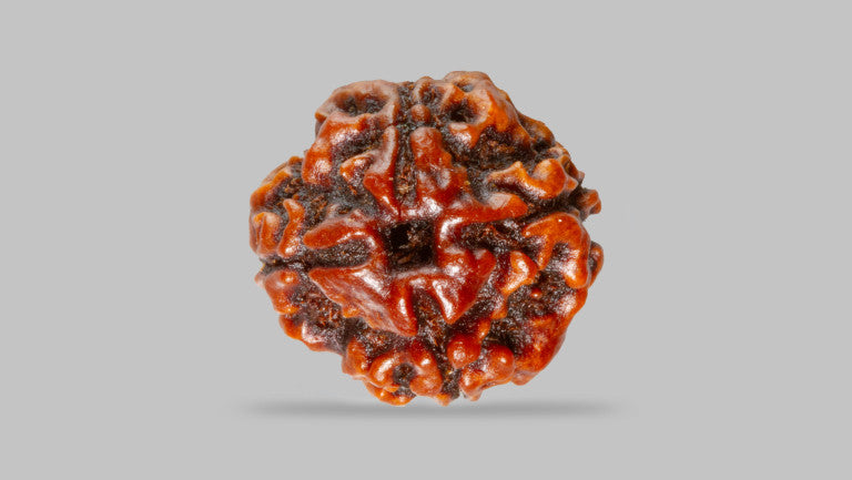 4 MUKHI RUDRAKSHA (16.05 mm)
