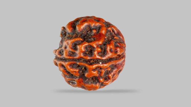 4 MUKHI RUDRAKSHA (17.30 mm)