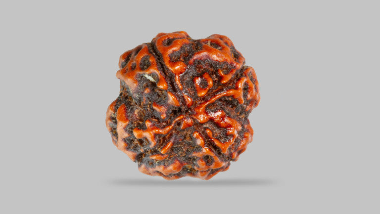 4 MUKHI RUDRAKSHA (17.30 mm)