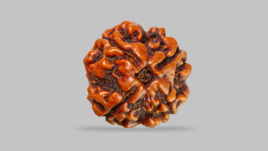 4 MUKHI RUDRAKSHA (17.45 mm)