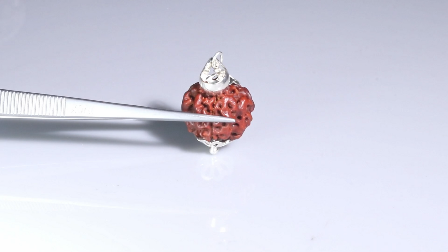 4 MUKHI RUDRAKSHA (20.05 mm)