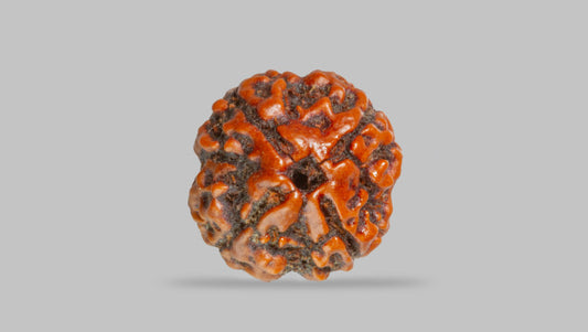 4 MUKHI RUDRAKSHA (17.19 mm)