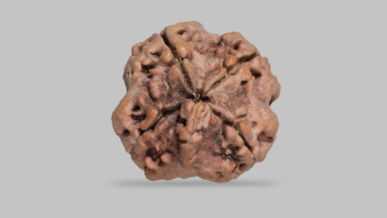 4  MUKHI RUDRAKSHA (19.04 mm)