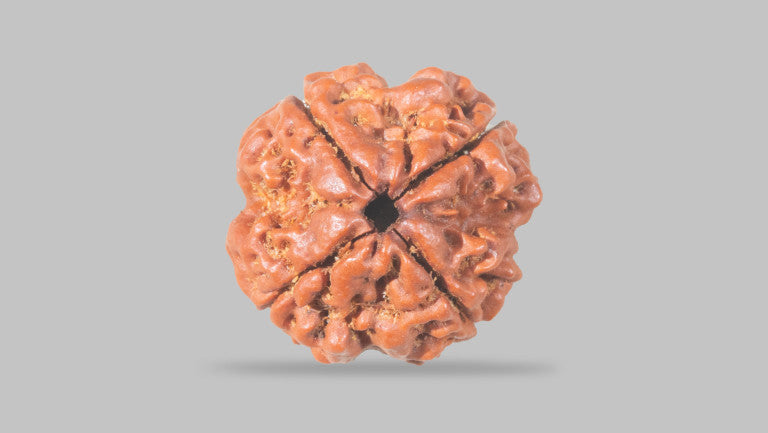 4 MUKHI RUDRAKSHA (20.30 mm)