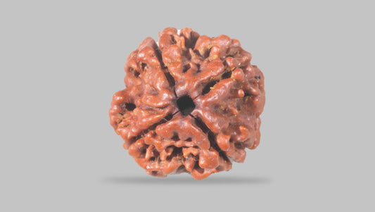 4 MUKHI RUDRAKSHA (18.85 mm)