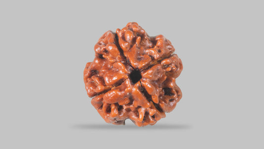 4 MUKHI RUDRAKSHA (19.30 mm)