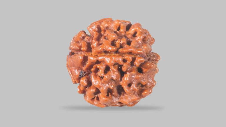 4 MUKHI RUDRAKSHA (17.15 mm)
