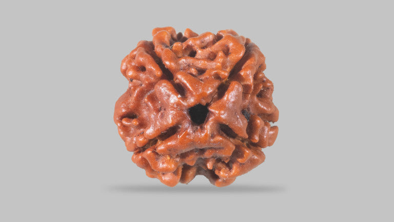 4 MUKHI RUDRAKSHA (17.15 mm)