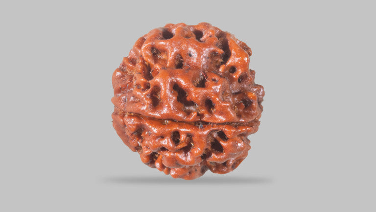 4 MUKHI RUDRAKSHA (19.01 mm)