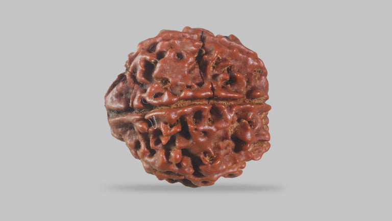 6 MUKHI RUDRAKSHA (20.20 mm)