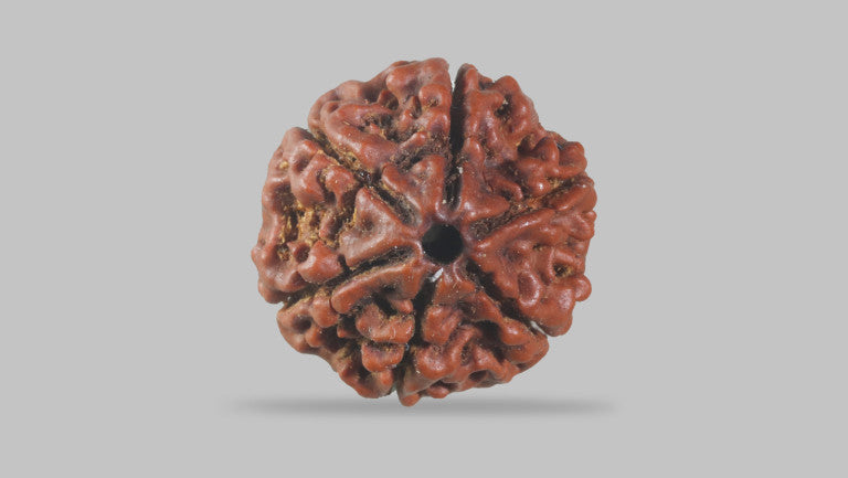 6 MUKHI RUDRAKSHA (20.20 mm)