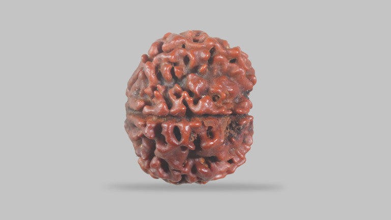 6 MUKHI RUDRAKSHA (19.51 mm)