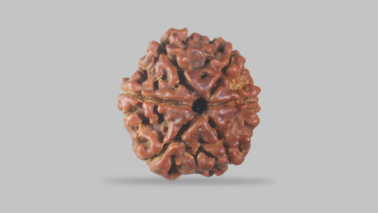 6 MUKHI RUDRAKSHA (19.60 mm)