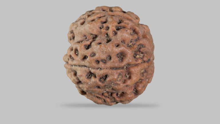 5 MUKHI RUDRAKSHA (22.70 mm)