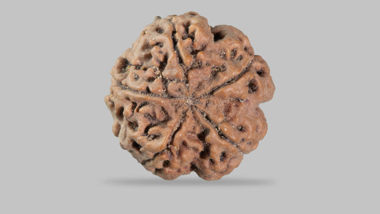 5 MUKHI RUDRAKSHA (22.70 mm)
