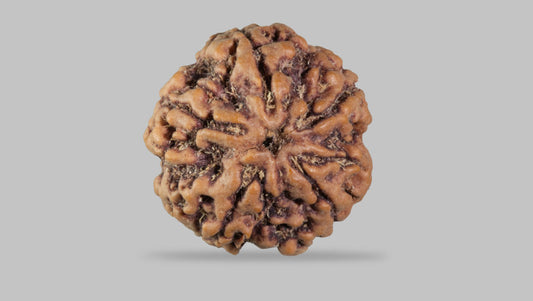 5 MUKHI RUDRAKSHA (23.15 mm)