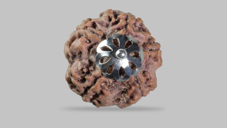 5 MUKHI RUDRAKSHA (22.85 mm)