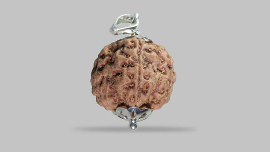 5 MUKHI RUDRAKSHA (22.60 mm)