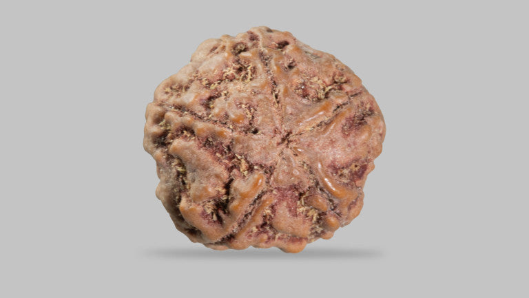 5 MUKHI RUDRAKSHA (22.75 mm)