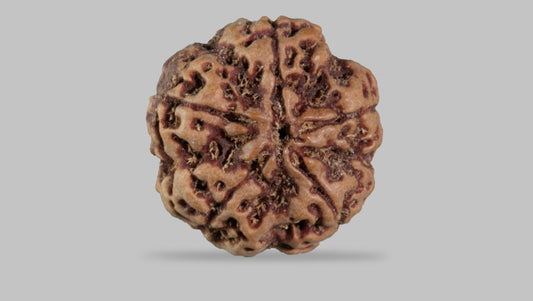 5 MUKHI RUDRAKSHA (22.80 mm)