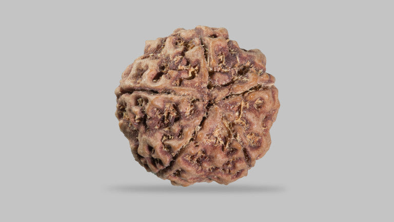 5 MUKHI RUDRAKSHA (22.05 mm)