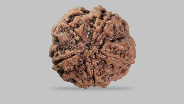 5 MUKHI RUDRAKSHA (23.31 mm)