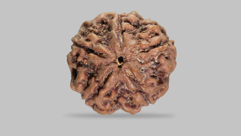 5 MUKHI RUDRAKSHA (23.31 mm)