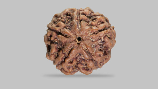 5 MUKHI RUDRAKSHA (23.31 mm)