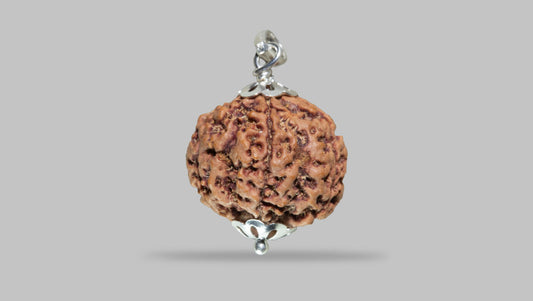 5 MUKHI RUDRAKSHA (26.00 mm)