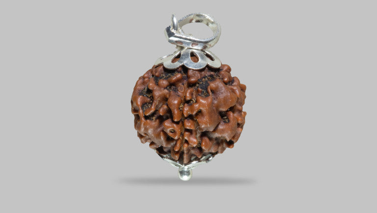 5 MUKHI RUDRAKSHA (19.22 mm)