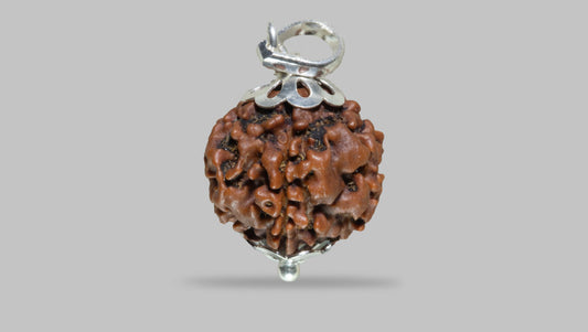5 MUKHI RUDRAKSHA (19.22 mm)