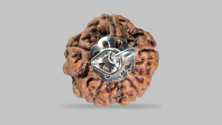 5 MUKHI RUDRAKSHA (23.48 mm)