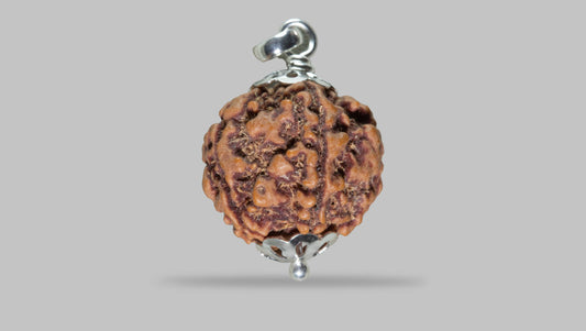 5 MUKHI RUDRAKSHA (22.45 mm)