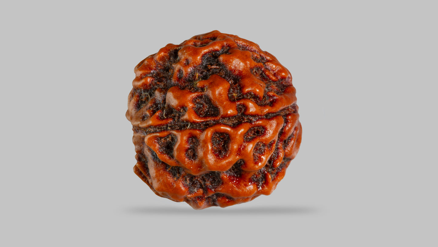 4 MUKHI RUDRAKSHA (17.76 mm)