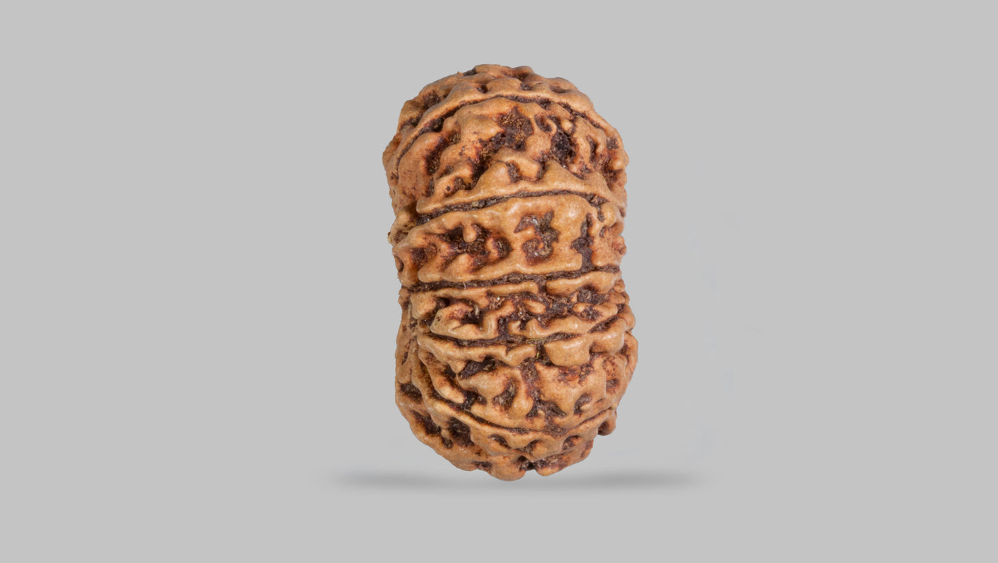 12 MUKHI RUDRAKSHA (24.89 mm)