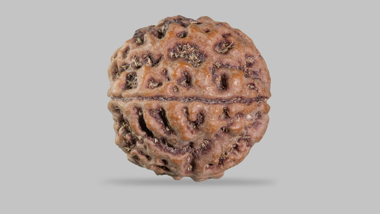 5 MUKHI RUDRAKSHA (22.30 mm)