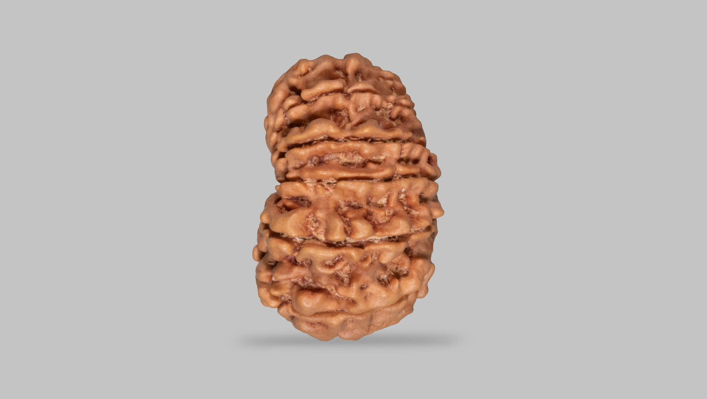 13 MUKHI RUDRAKSHA (29.04 mm)