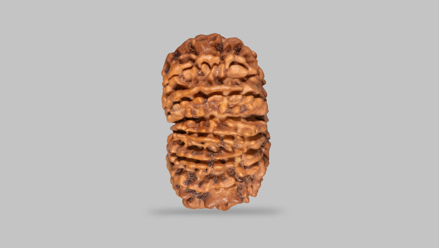 14 MUKHI RUDRAKSHA (31.52 mm)