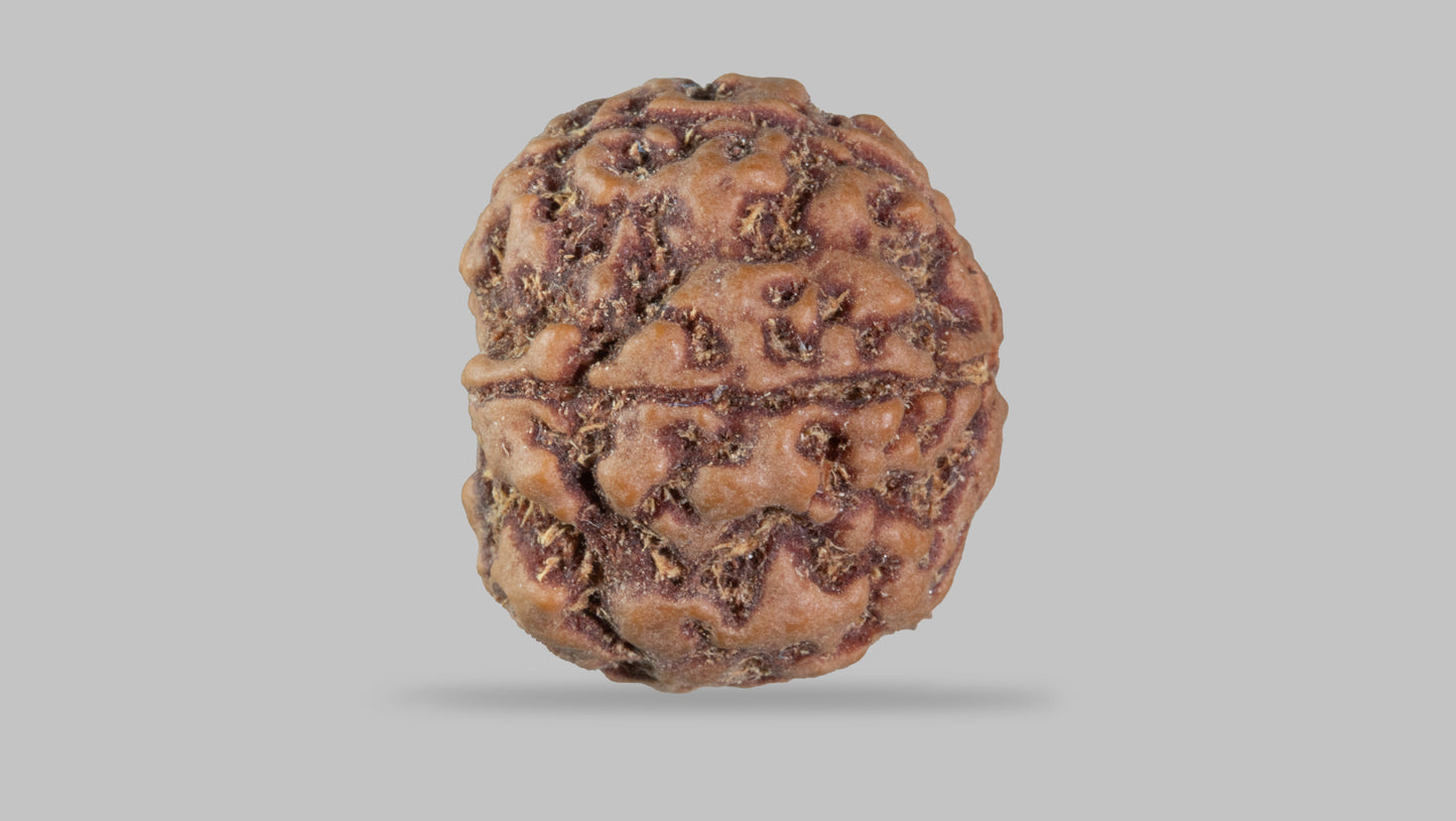 5 MUKHI RUDRAKSHA (21.95 mm)