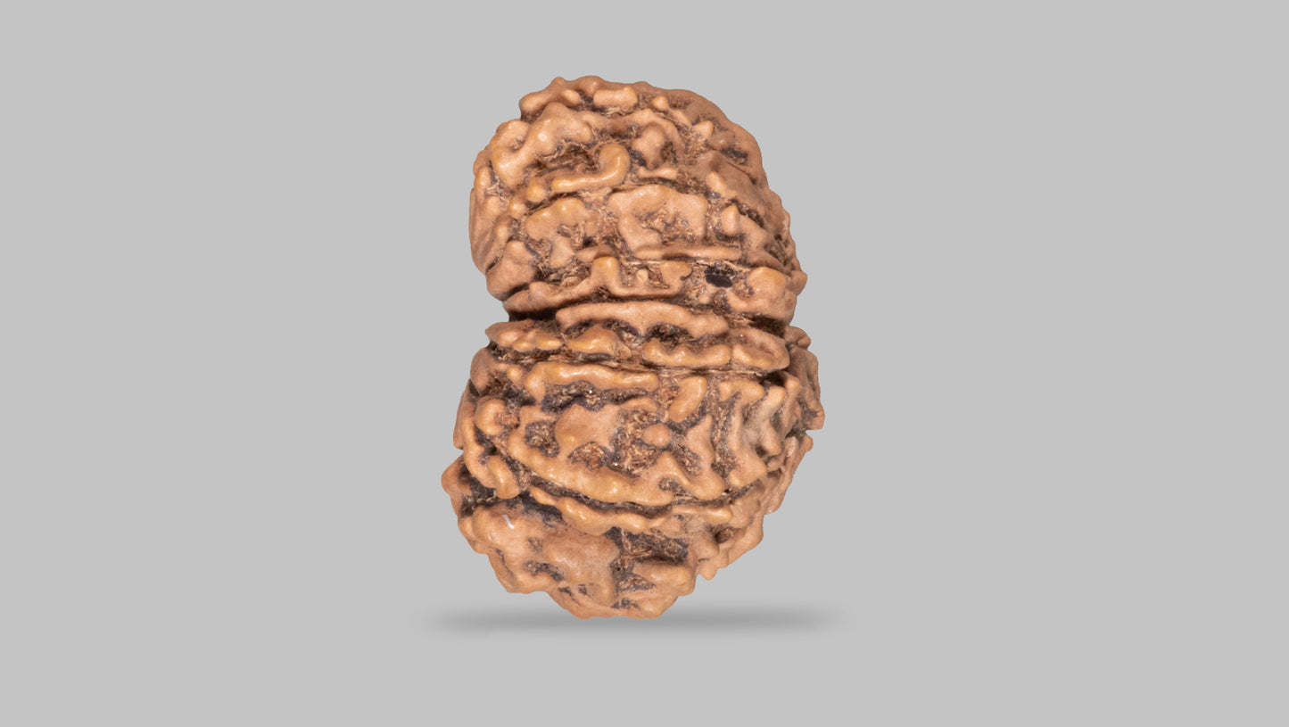 14 MUKHI RUDRAKSHA (30.72 mm)