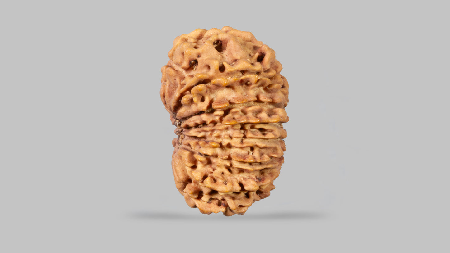 15 MUKHI RUDRAKSHA (23.46 mm)