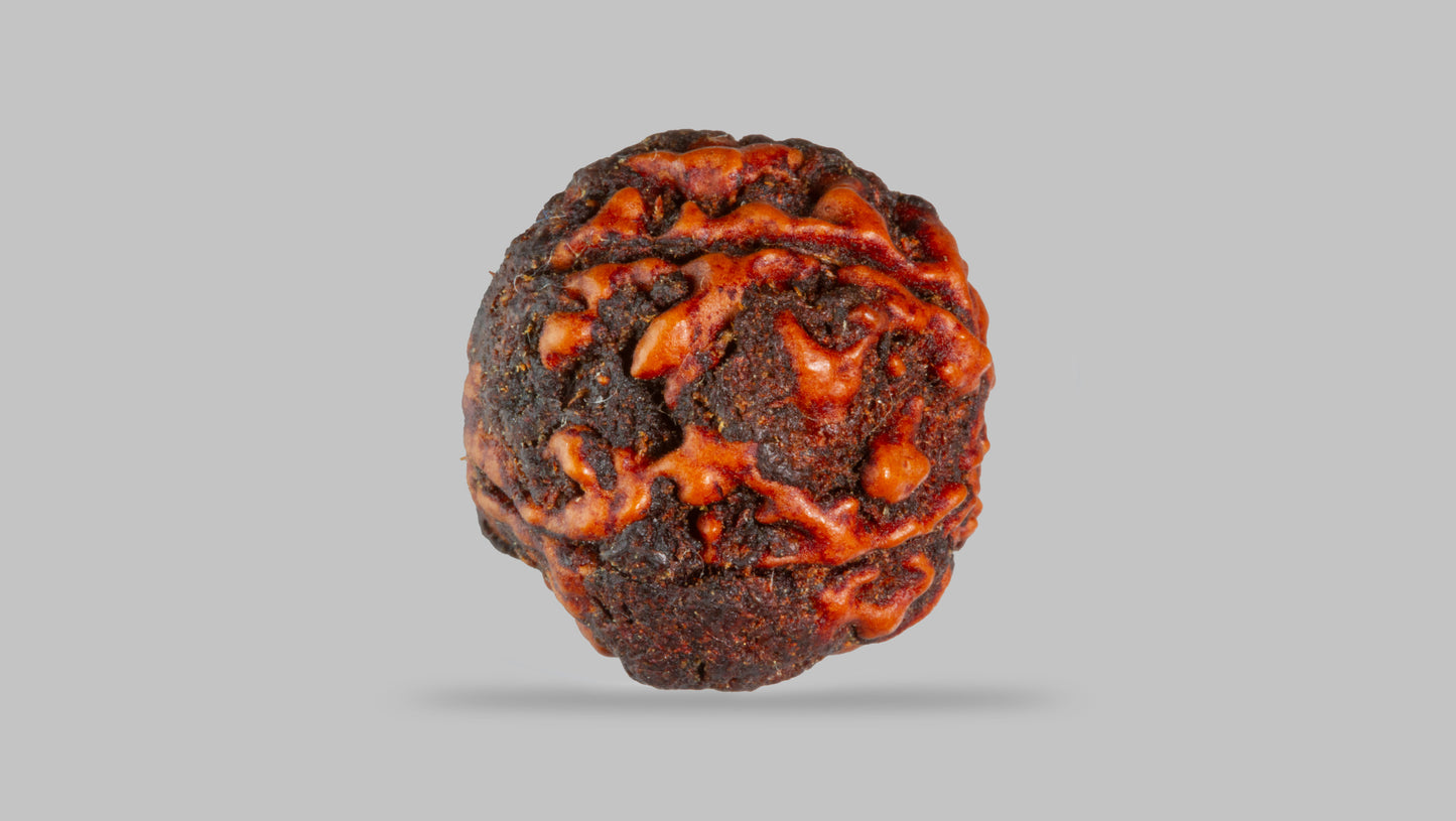 4 MUKHI RUDRAKSHA (17.11 mm)