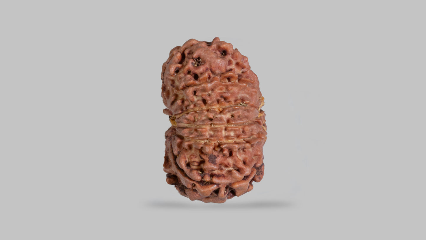 12 MUKHI RUDRAKSHA (22.98 mm)