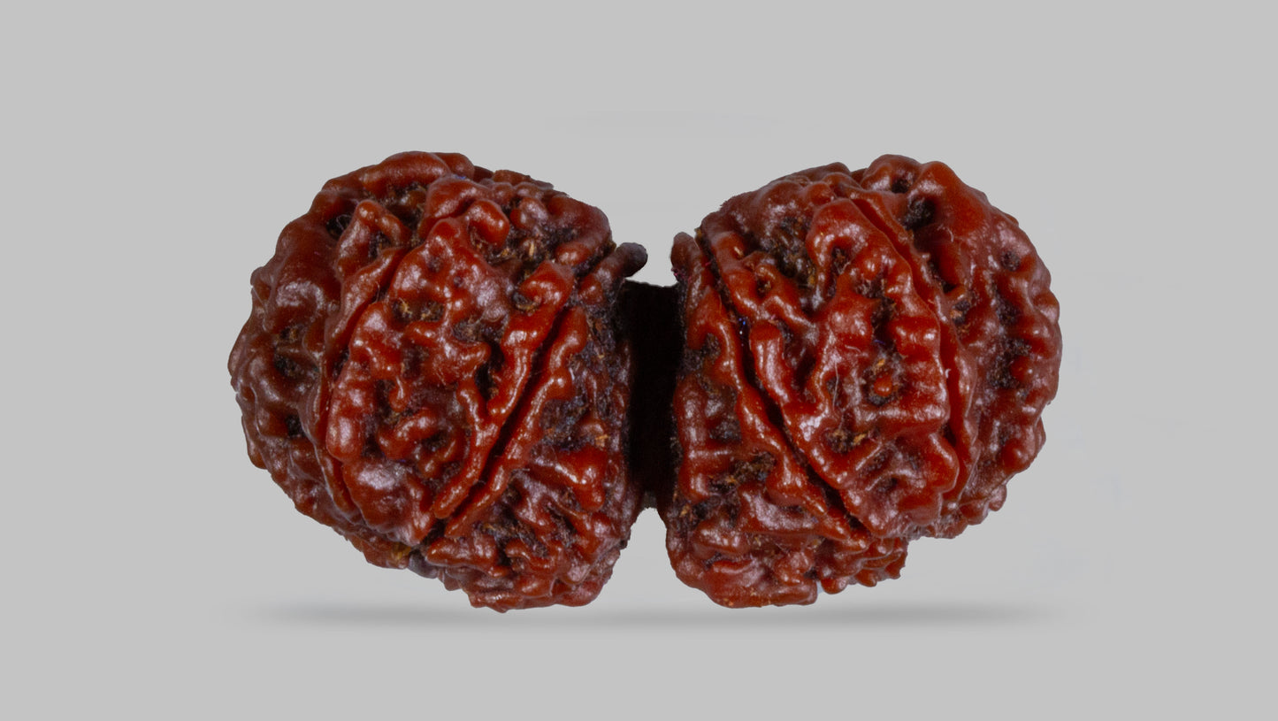 10 MUKHI RUDRAKSHA GAURI SHANKAR  (34.85 mm)