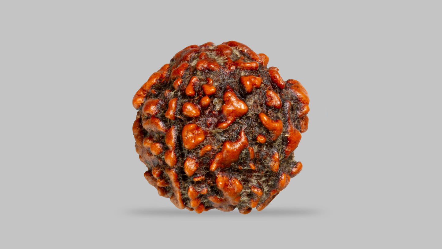 4 MUKHI RUDRAKSHA (17.80 mm)