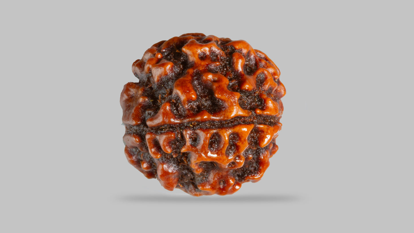 4 MUKHI RUDRAKSHA (18.19 mm)