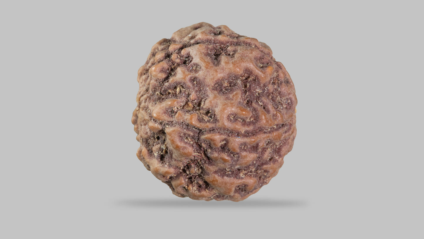 5 MUKHI RUDRAKSHA (21.85 mm)